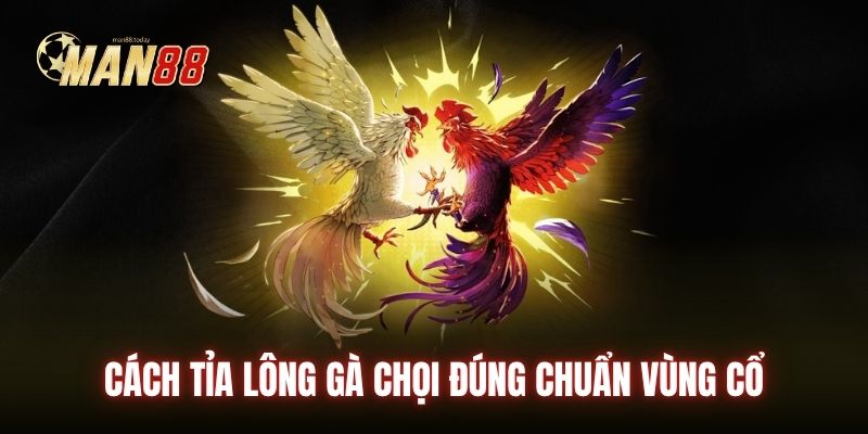 Cách tỉa lông gà chọi đúng chuẩn vùng cổ