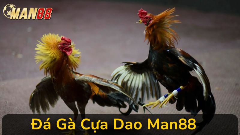 Xem Trực Tiếp Đá Gà Cựa Dao Man88 Kịch Tính Đến Phút Cuối Cùng, Cược Là Mê