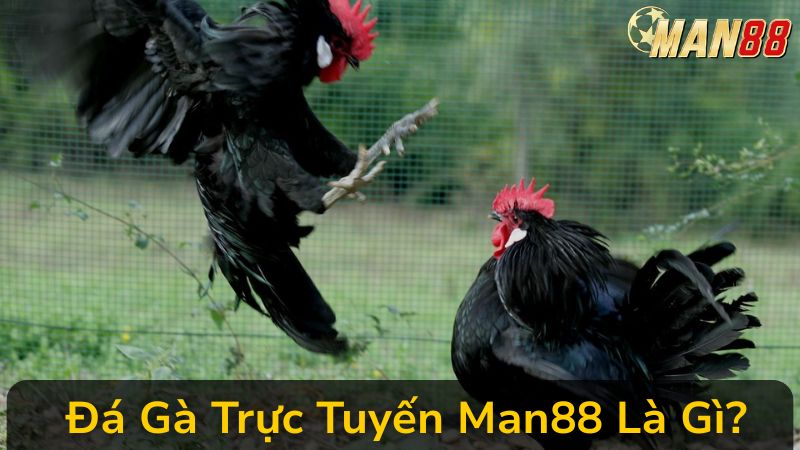 Chiến Thuật Cược Đá Gà Trực Tuyến Man88 Thông Minh, Chơi  Là Thắng