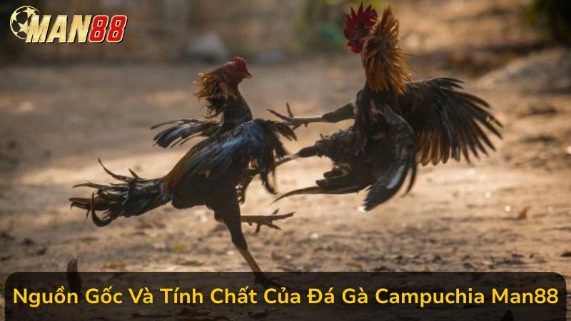 Điểm Khác Biệt Của Đá Gà Campuchia Man88 Là Gì? Khám Phá Ngay