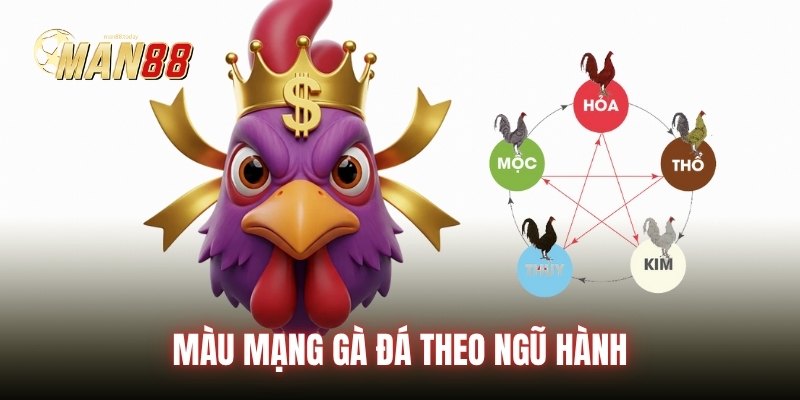 Màu mạng gà đá theo ngũ hành