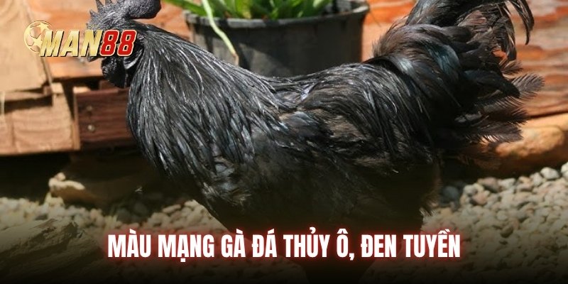 Màu mạng gà đá Thủy ô, đen tuyền