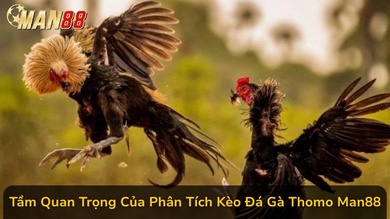 Phân Tích Kèo Đá Gà Thomo Man88 Cực Chuẩn, Đặt Cược Khôn Ngoan Để Rinh Tiền Về