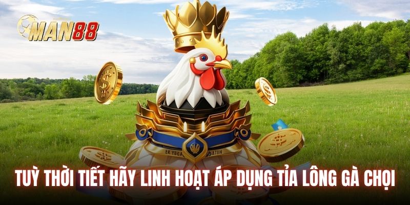 Tuỳ thời tiết hãy linh hoạt áp dụng tỉa lông gà chọi