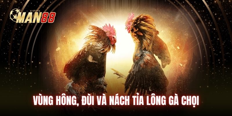 Vùng hông, đùi và nách tỉa lông gà chọi